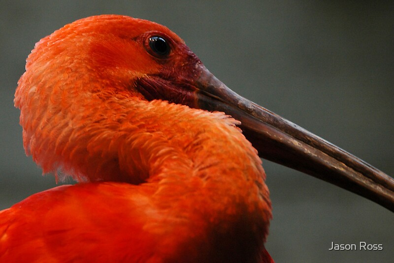 "Big Red Bird" by Jason Ross Redbubble