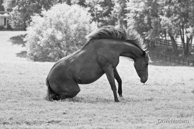 "The rarest sight ever captured of a horse getting up." Canvas Prints