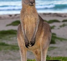 Kangaroo by Darren Stones