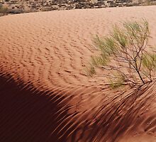 Perched,Simpson Desert,N.T. by Joe Mortelliti