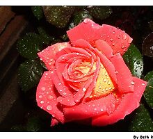 petal acid soak by elizabethrose05