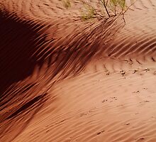 Lone Shrub and Sand Patterns, Simpson Desert by Joe Mortelliti