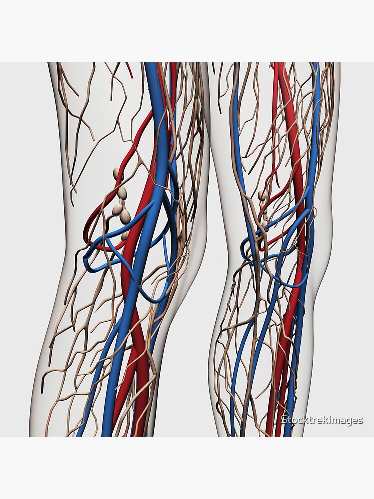 Blue veins image