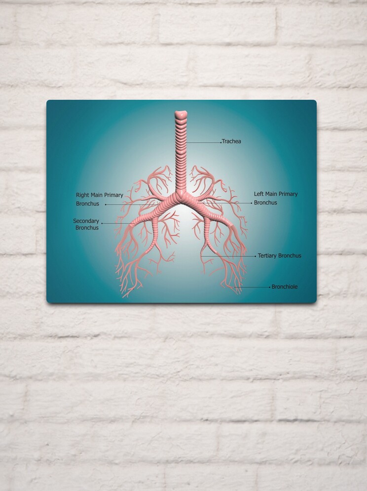 Anatomy Of The Bronchus And Bronchial Tubes Metal Print For Sale By