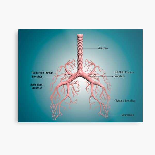 Anatomy Of The Bronchus And Bronchial Tubes Metal Print For Sale By