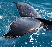 Humpback Whales by Darren Stones