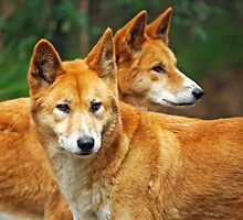 Dingoes by Darren Stones