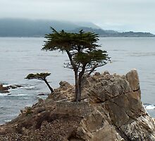 lone cypress tree by samc352