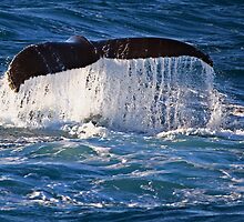 Humpback Whale by Darren Stones