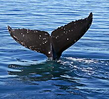 Humpback Whale by Darren Stones