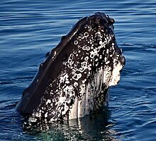 Humpback Whale by Darren Stones