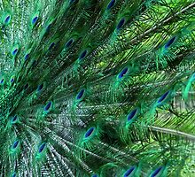 Peacock Feathers by shane22