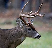 Snow Falling On A White-Tailed Deer by Gary L Suddath