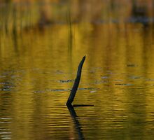 Lonely by Joel Haldane
