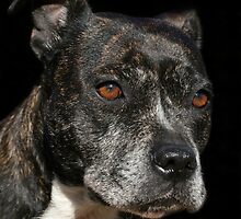 Staffordshire Bull Terrier Portrait by LunarLioness