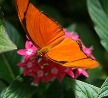butterfly nectar by Monica31