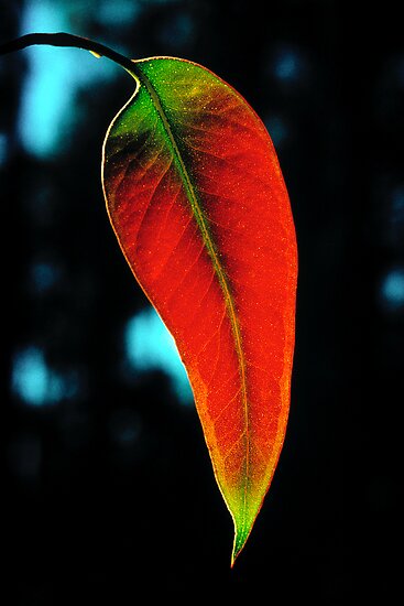 Australian Gum Leaf