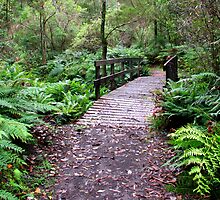 The Road Less Travelled by Michael Bermingham