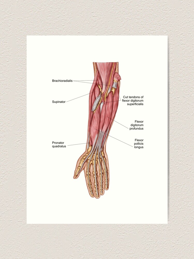 Anterior Muscles Of Forearm By Asklepios Medical Atlas Lupon Gov Ph