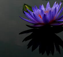 Reflections Pt. 1 by Sharon Ulrich