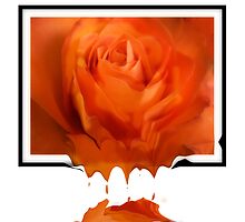 Liquid Rose by shall