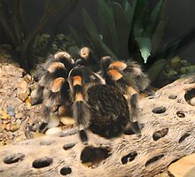 Red Knee Tarantula by IndyLady
