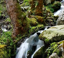 Wet Weather Cascade by Gary L Suddath