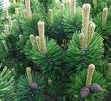 Cones Developing by BlueMoonRose