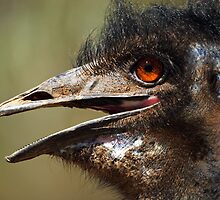 Emu by Darren Stones