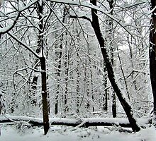 God Painting The Forest With Snow by Jane Neill-Hancock