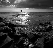 Seagull Affair by MandinMelb