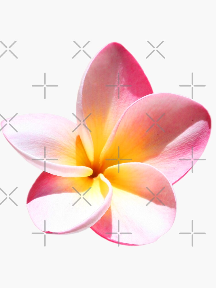 Pink Plumeria Sticker For Sale By PixDezines Redbubble