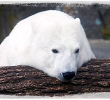 Over a log by Deri Dority