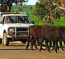 Cattle Drive on the Henry Lawson Way by Darren Stones