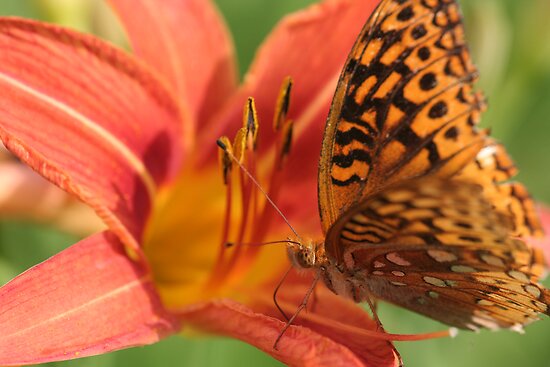 Butterfly Lilies