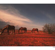 The daily battle for the life by Federico Colalongo
