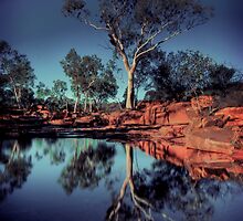 River Red Gum by Federico Colalongo