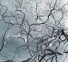 white ghosts shriek and the forest is awake by lightsmith