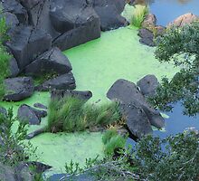 Murky Waters by TULIP73