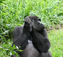 Man Versus Gorilla by johnpaul broomfield