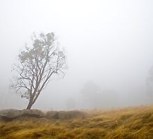 Lonely Gum by AustralianImagery