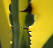 Succulent Thorns by Ye Liew