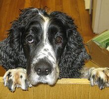 Oscar Is Serving Today by lynn carter