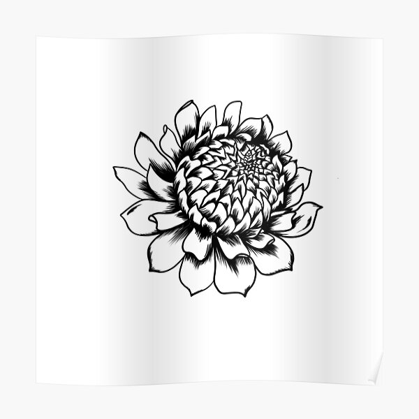 Poster Fleur De Chrysanth Me Dessin Au Trait Illustration En Noir