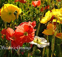 Iceland Poppy by Darren Stones