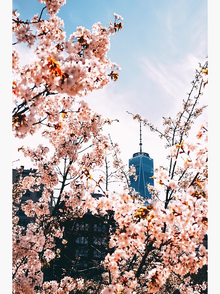 Cherry Blossom In New York City Poster For Sale By Nycruss Redbubble