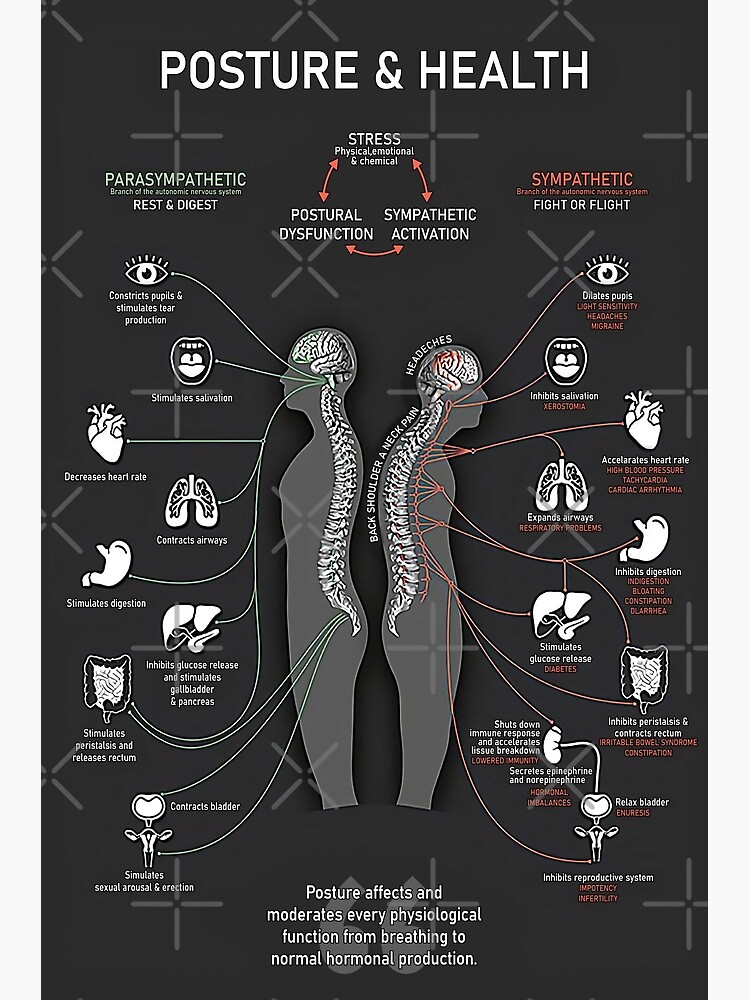 L Mina Art Stica P Ster De Postura Y Salud Parasimp Tico Simp Tico