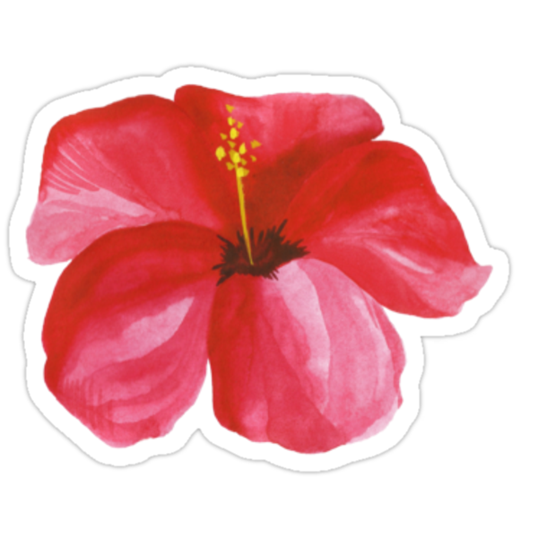 Hibiscus Sticker Stickers By Katherine S Redbubble