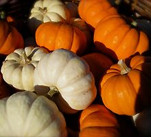 Pumpkin Patch by Pamela Maxwell