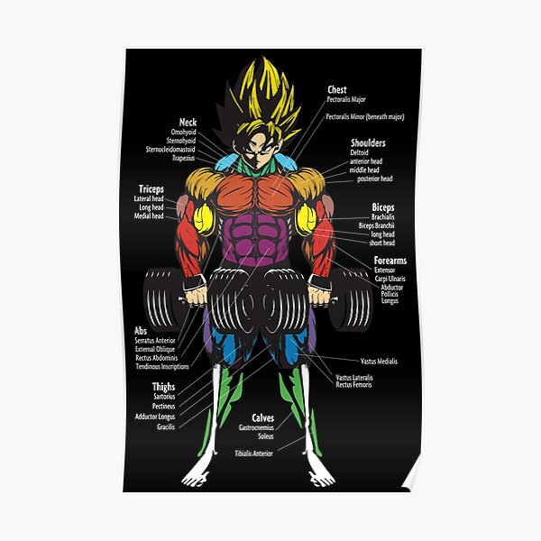 Muscle Chart Anatomy Diagram Anime Gym Motivational Poster For